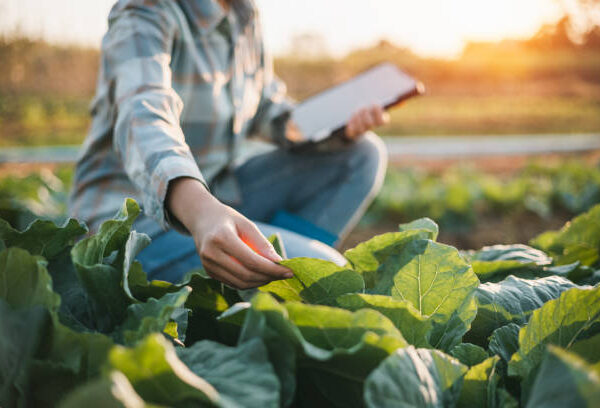 ¿Qué es un informe pericial agrícola y para qué sirve?